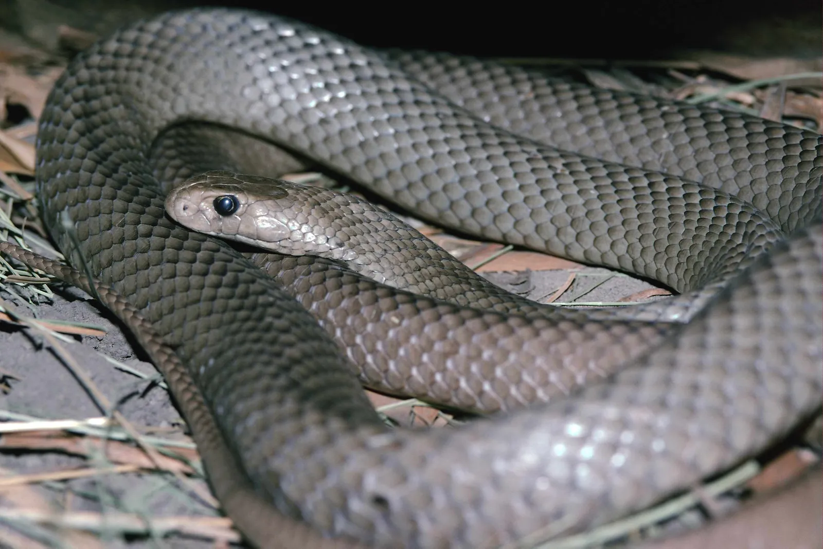 A coiled brown snake with detailed scales and dark eyes rests on dry leaves and grass.