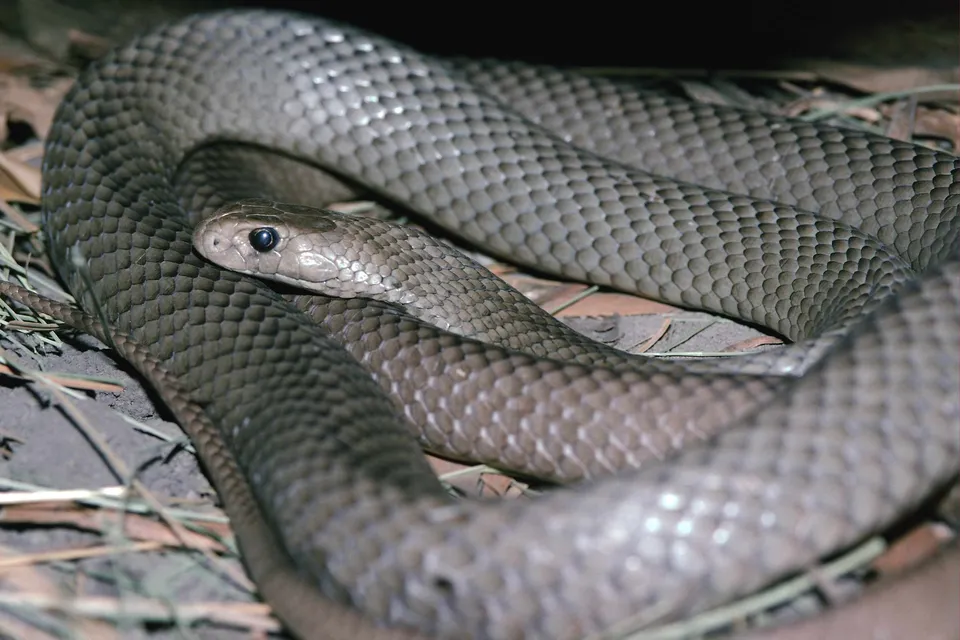 A coiled brown snake with detailed scales and dark eyes rests on dry leaves and grass.