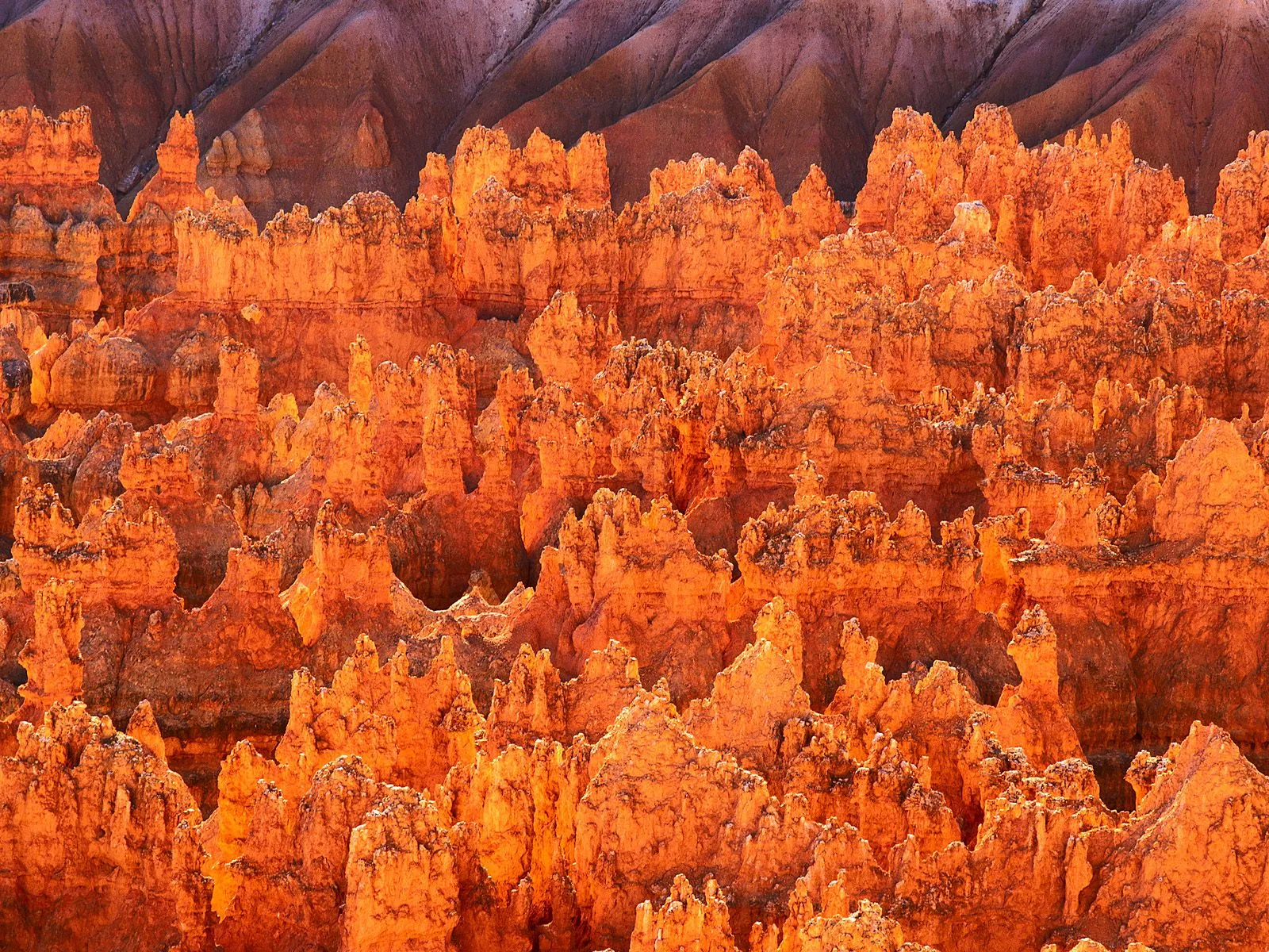 Close-up view of vibrant orange hoodoos in Bryce Canyon, Utah, illuminated by warm sunlight.