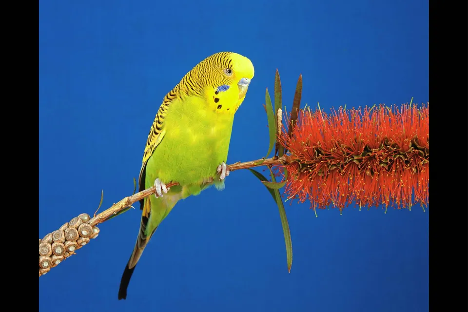 A bright green and yellow budgerigar bird sits on a thin branch next to a vibrant red bottlebrush flower against a solid blue background.