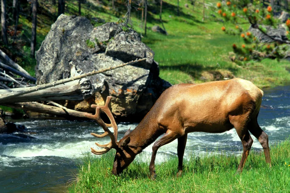 A bull elk with large antlers grazes on green grass next to a fast-flowing river.