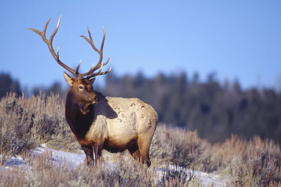 A bull elk with large antlers stands in a snowy field with dry grass and a blue sky.