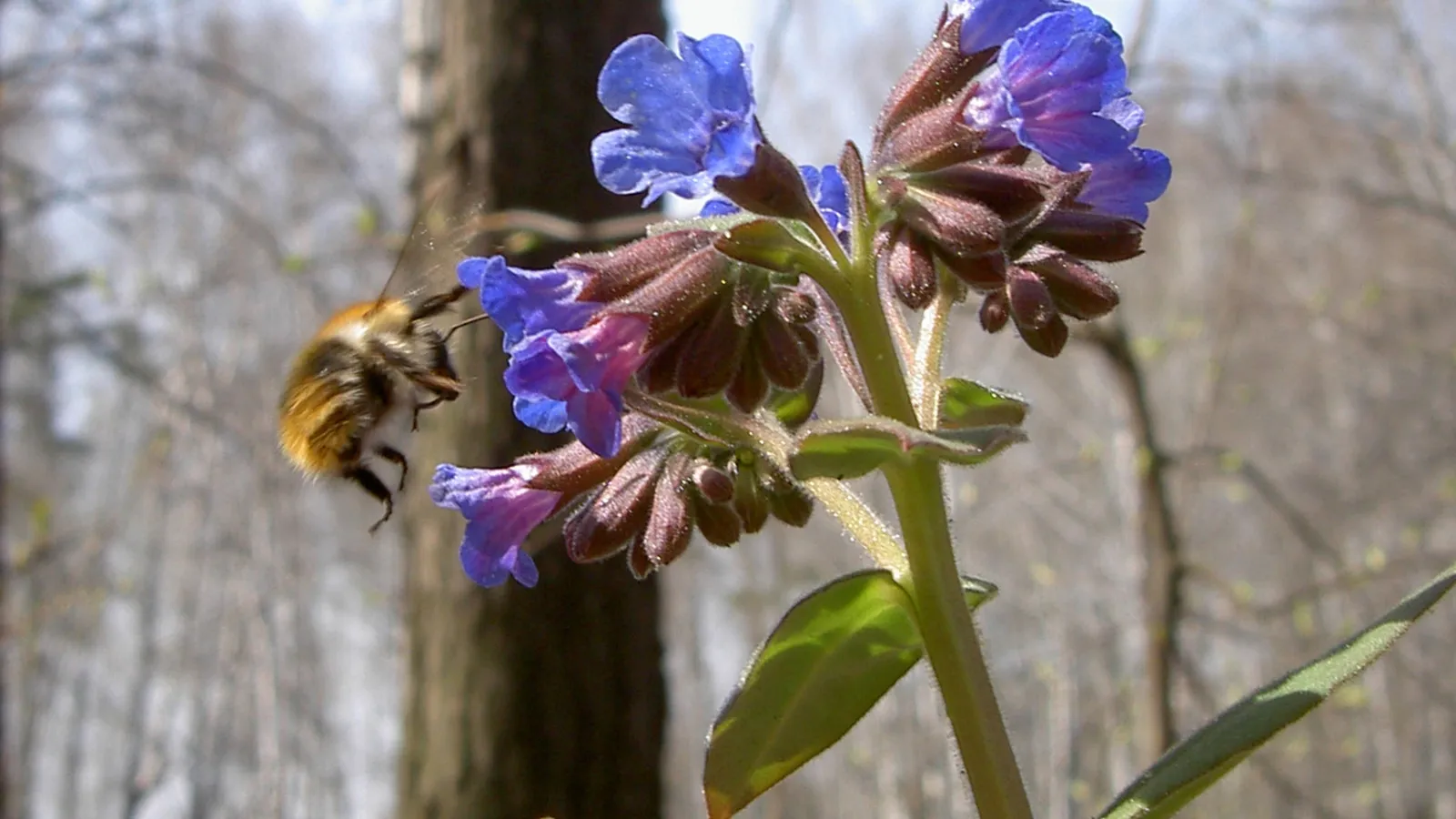 A fuzzy bumblebee hovers near a cluster of blue and pink flowers in a forest setting.