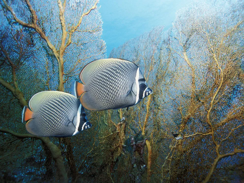 Two butterflyfish with intricate scale patterns swim past large, branching sea fan corals in clear blue water.