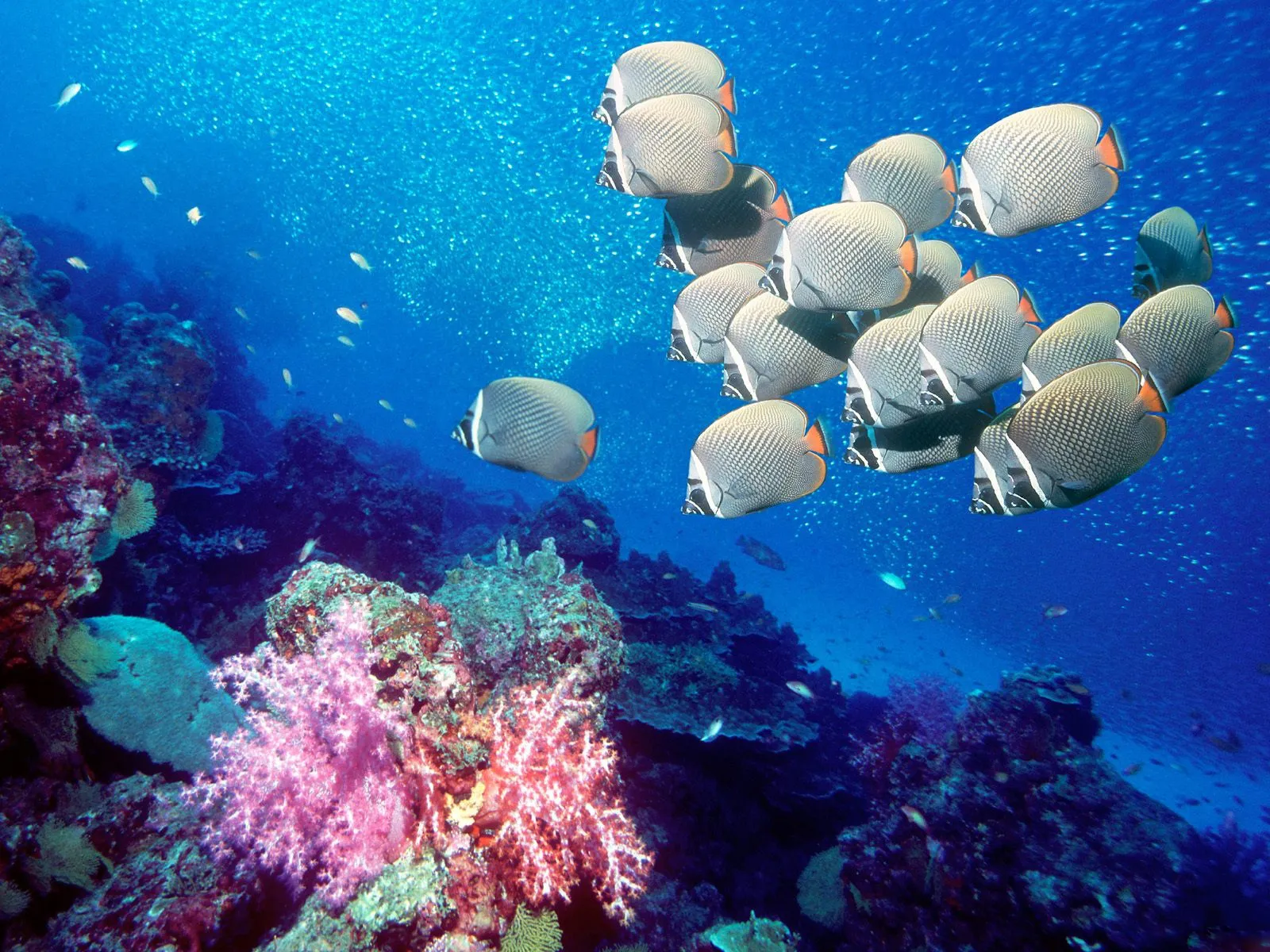 A school of butterflyfish swims in clear blue water above a colorful coral reef with smaller fish in the background.