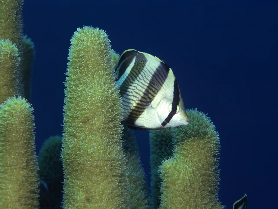A black and white striped butterflyfish swims near yellow soft coral against a deep blue ocean background.