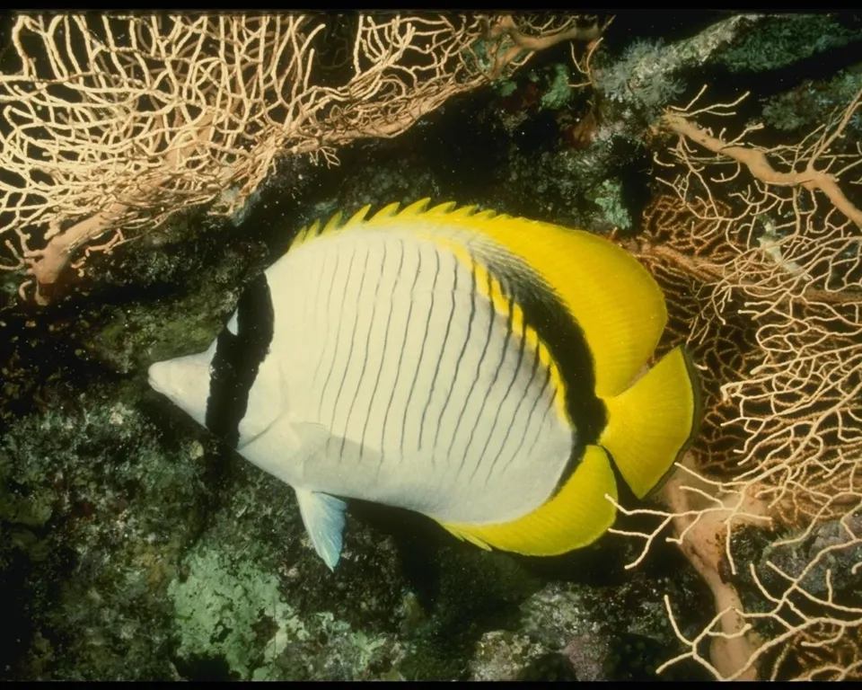 A butterflyfish with yellow fins swims through a coral reef with intricate formations.