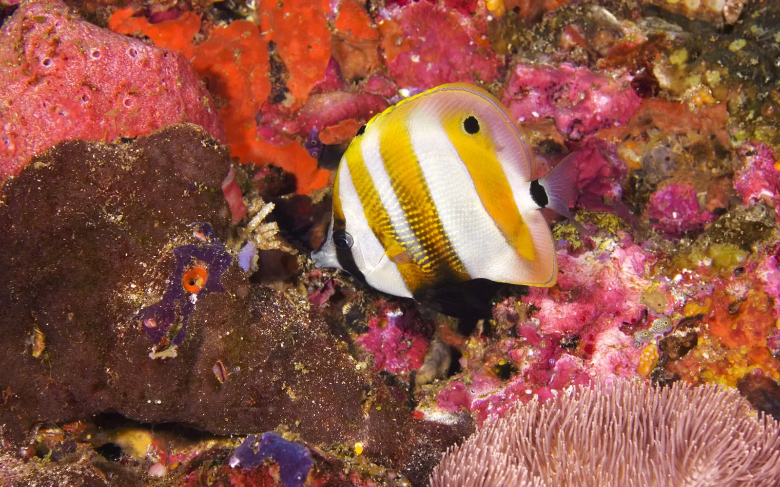 A butterflyfish with yellow and white stripes swims near colorful pink and orange coral.