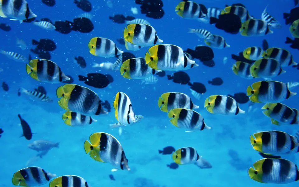 A school of butterflyfish with black and yellow stripes swim in clear blue ocean water.