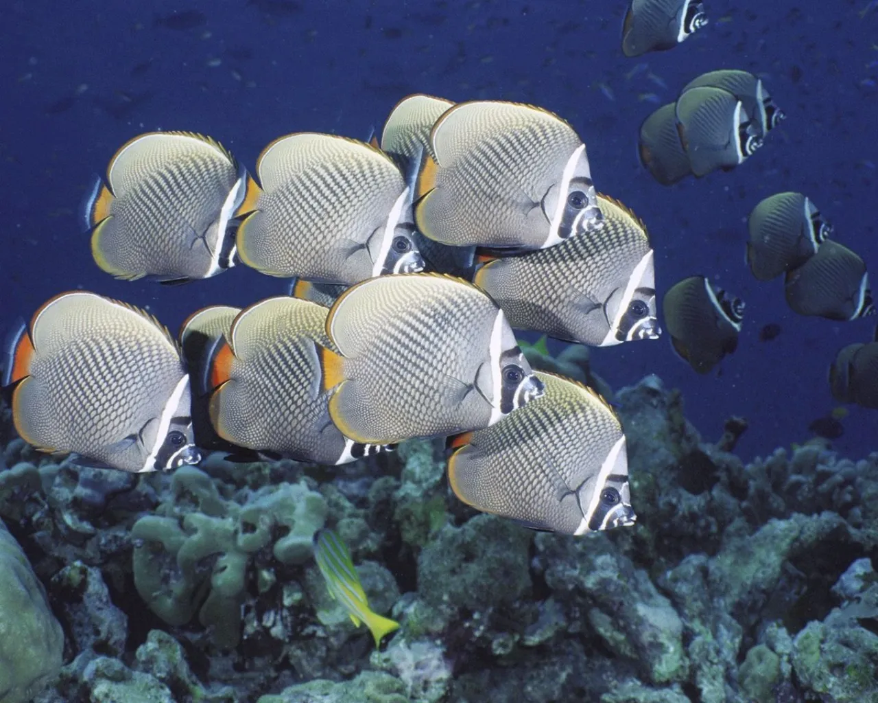 A school of butterflyfish swims in clear blue water above a coral reef.