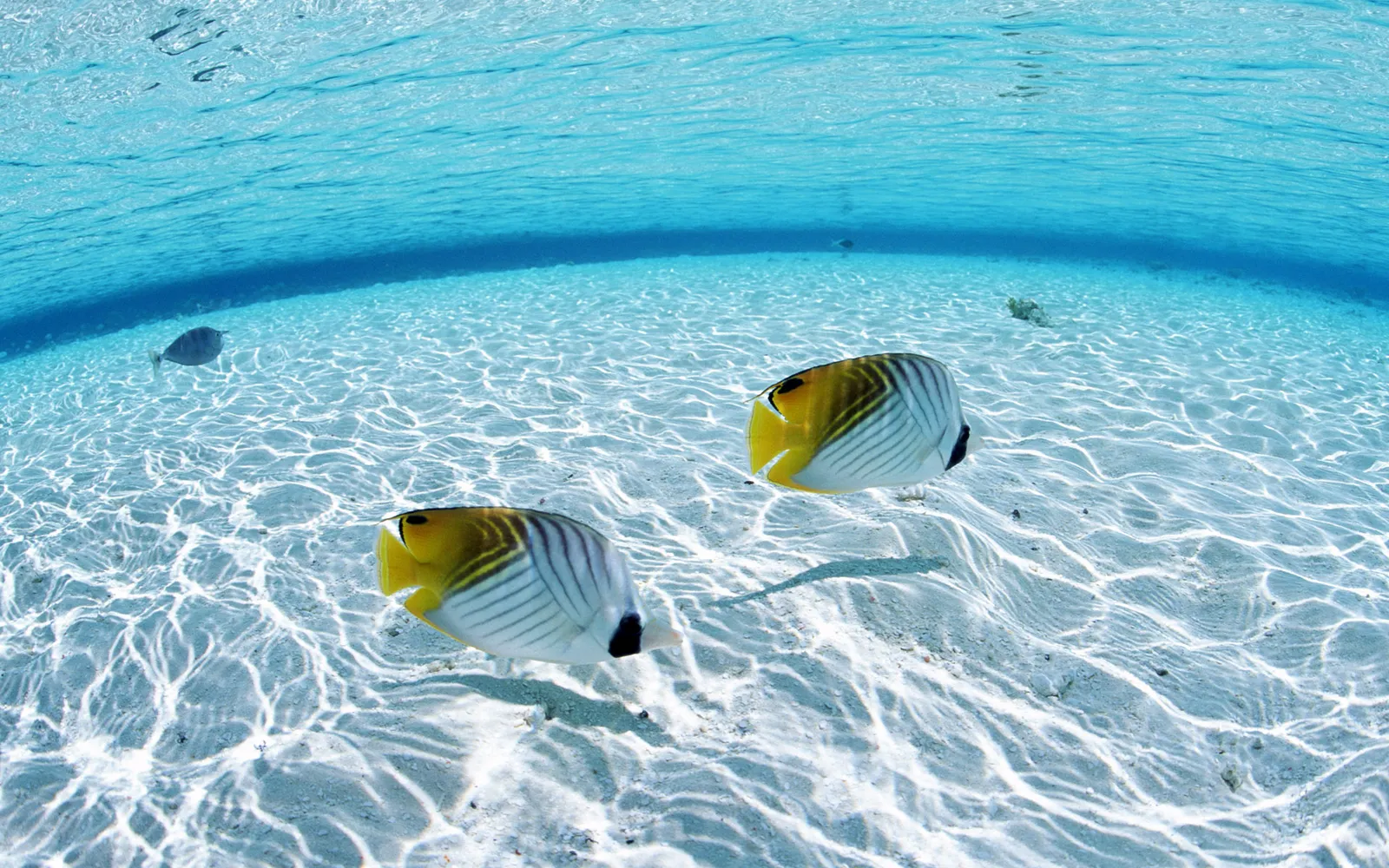 Two colorful butterflyfish swim in clear turquoise water over a sandy seabed with sunlight patterns.