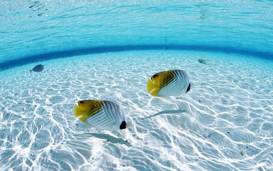 Two colorful butterflyfish swim in clear turquoise water over a sandy seabed with sunlight patterns.