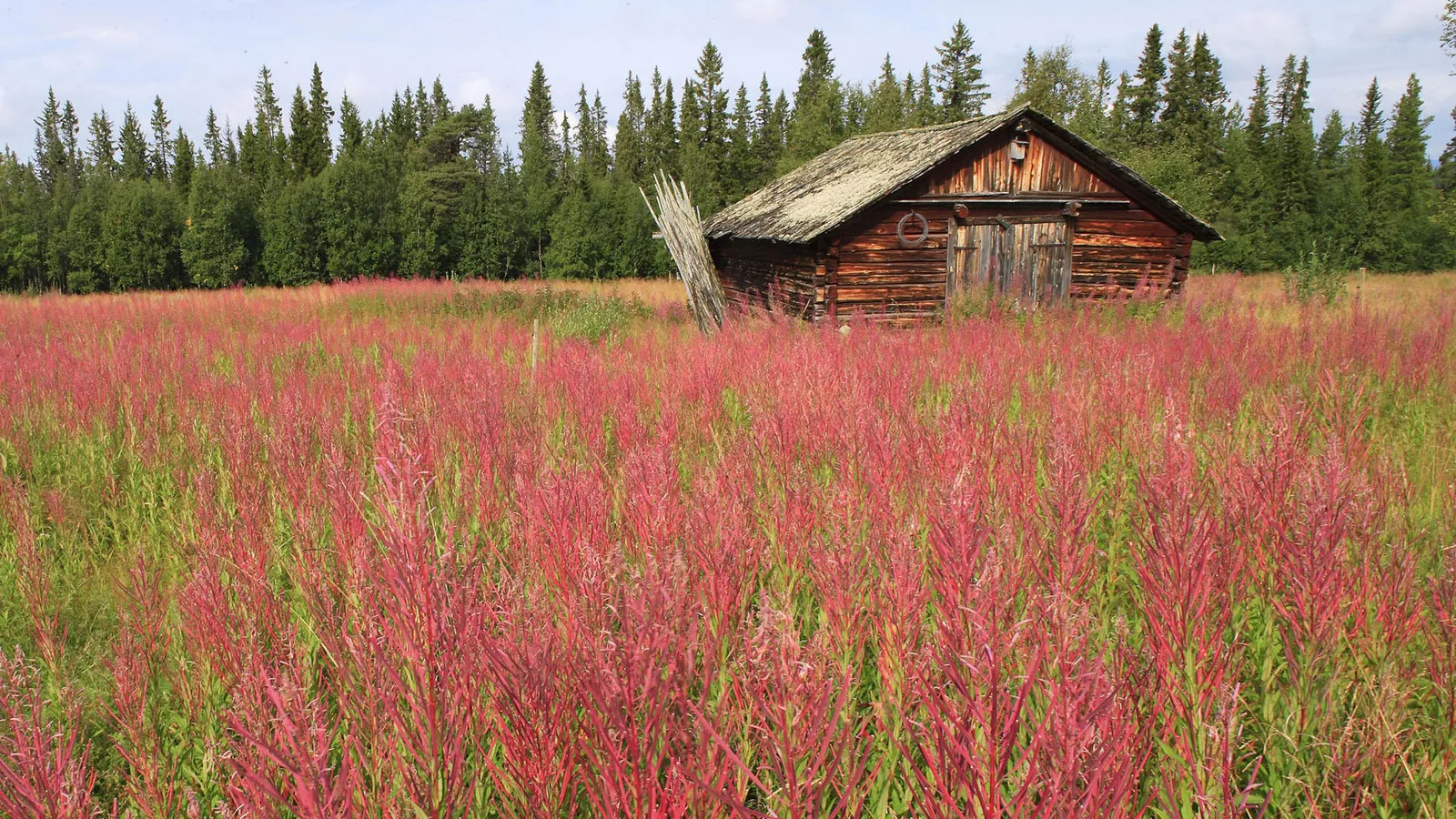 A weathered wooden cabin sits in a field of vibrant pink wildflowers with a dense forest in the background.