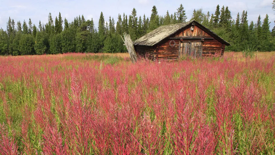 A weathered wooden cabin sits in a field of vibrant pink wildflowers with a dense forest in the background.
