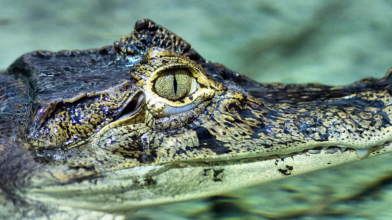 A close-up of a caiman's head and eye, partially submerged in murky water.
