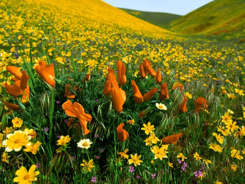 A field of bright orange California poppies and yellow wildflowers covers rolling hills under a clear blue sky.