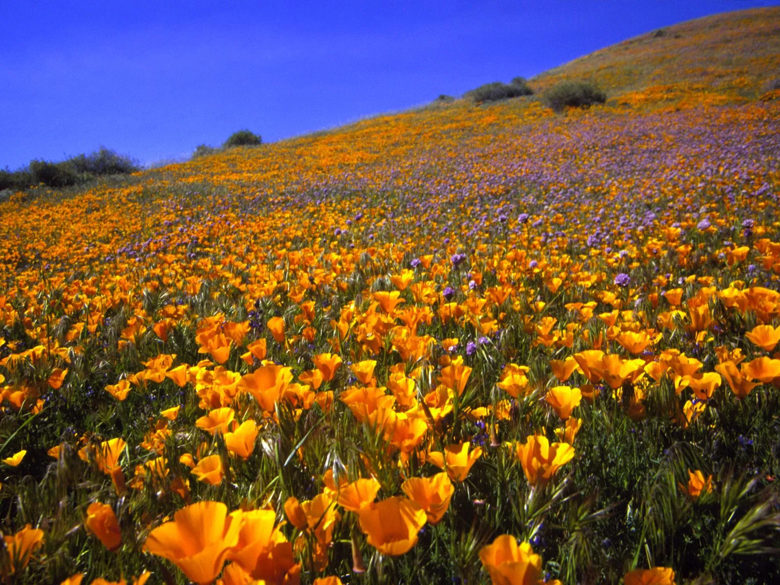 A vast hillside covered in bright orange California poppies and scattered purple wildflowers under a clear blue sky.