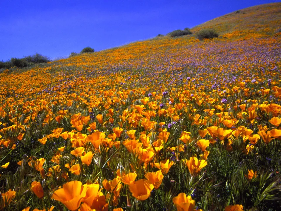 A vast hillside covered in bright orange California poppies and scattered purple wildflowers under a clear blue sky.