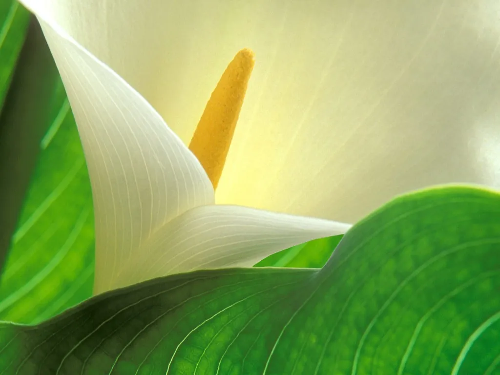 A close-up view of a white calla lily with a yellow spadix, surrounded by lush green leaves.