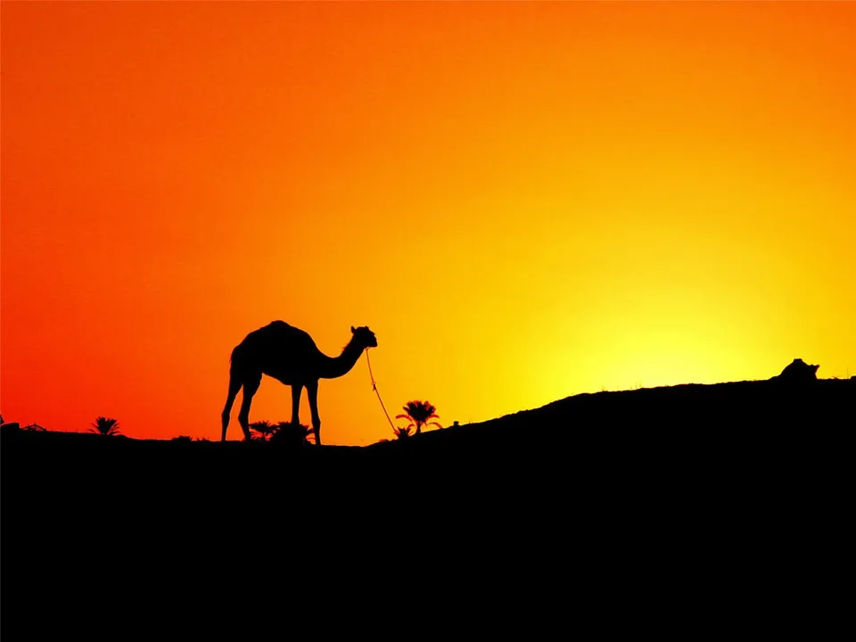 A camel stands in silhouette against a bright orange and yellow sunset sky in a desert landscape.