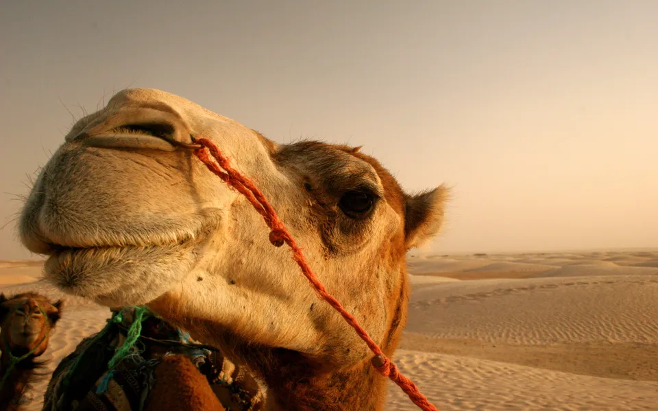 A close-up of a camel's face in a desert landscape with sand dunes in the background.