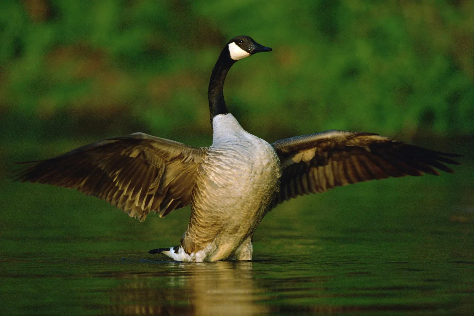 A Canada Goose stands in water with its wings spread wide.