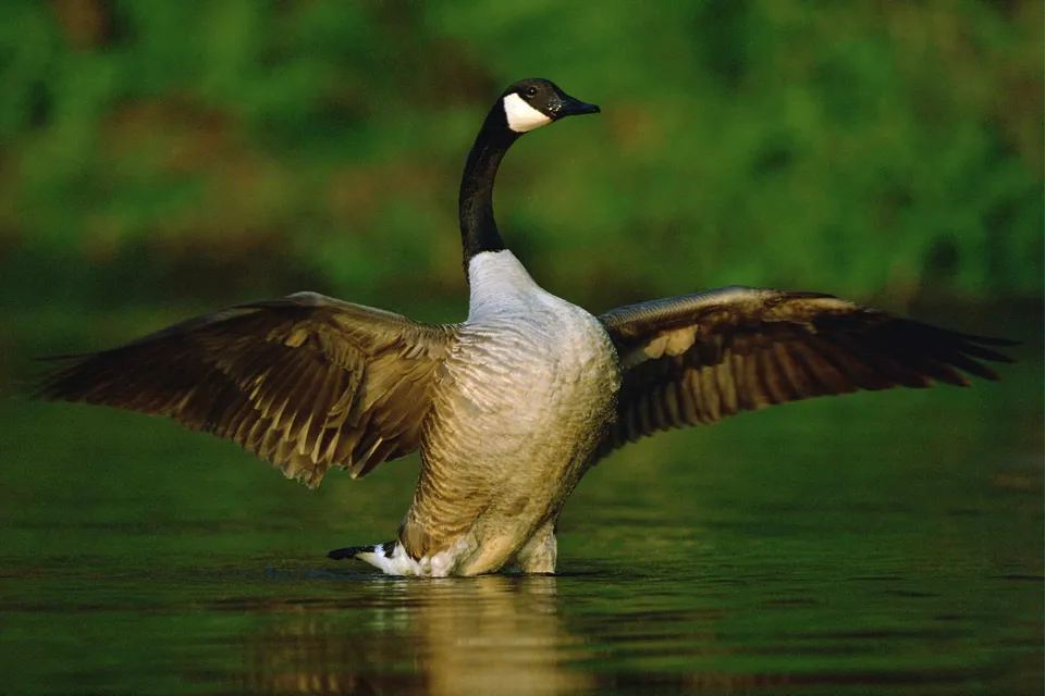 A Canada Goose stands in water with its wings spread wide.