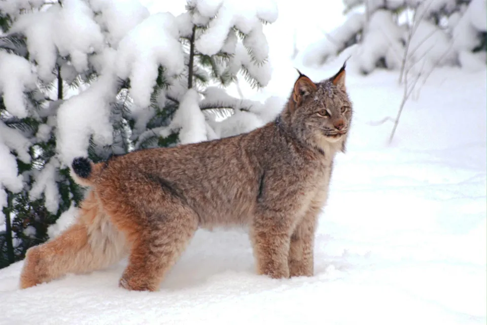 A Canadian lynx stands in deep snow next to snow-covered evergreen trees.