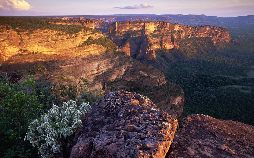 A wide view of a vast canyon with layered cliffs bathed in golden sunset light, with green vegetation below.