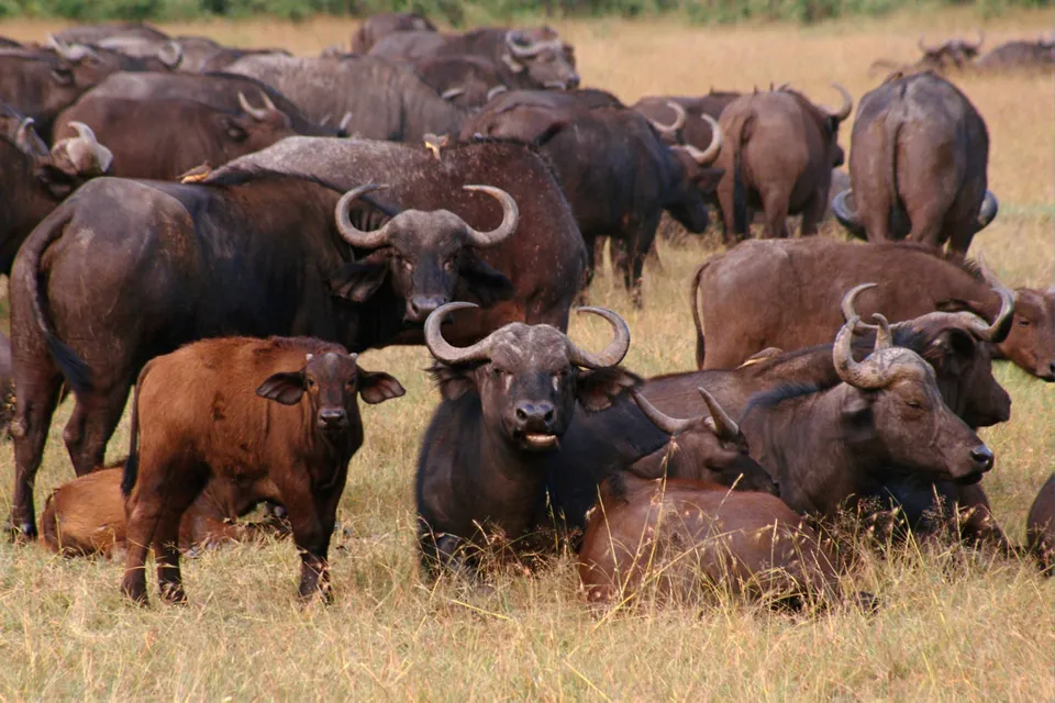 A herd of Cape buffalo, including adults and a calf, stand in dry grass.