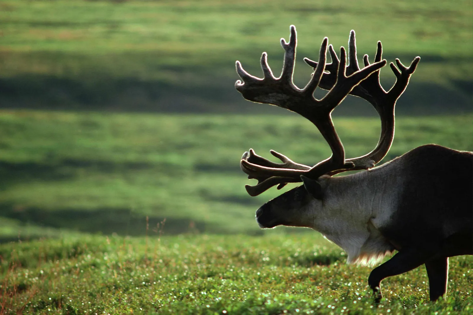 A caribou with large, branching antlers stands in a green, grassy field, backlit by the sun.