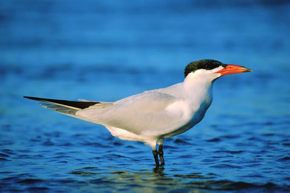A Caspian Tern stands in shallow blue water, facing right with its beak slightly open.