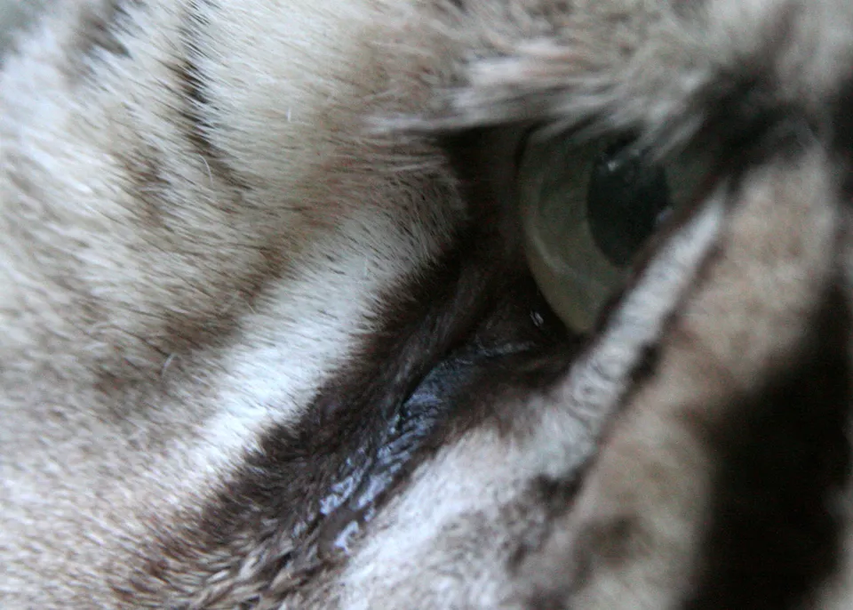 Extreme close-up of a cat's eye, showing fur texture and the green iris.