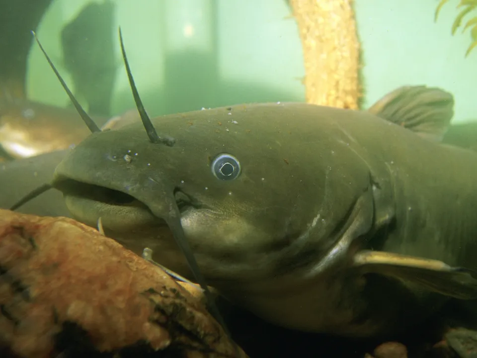 A close-up underwater shot of a catfish with its distinctive whiskers and large eye.