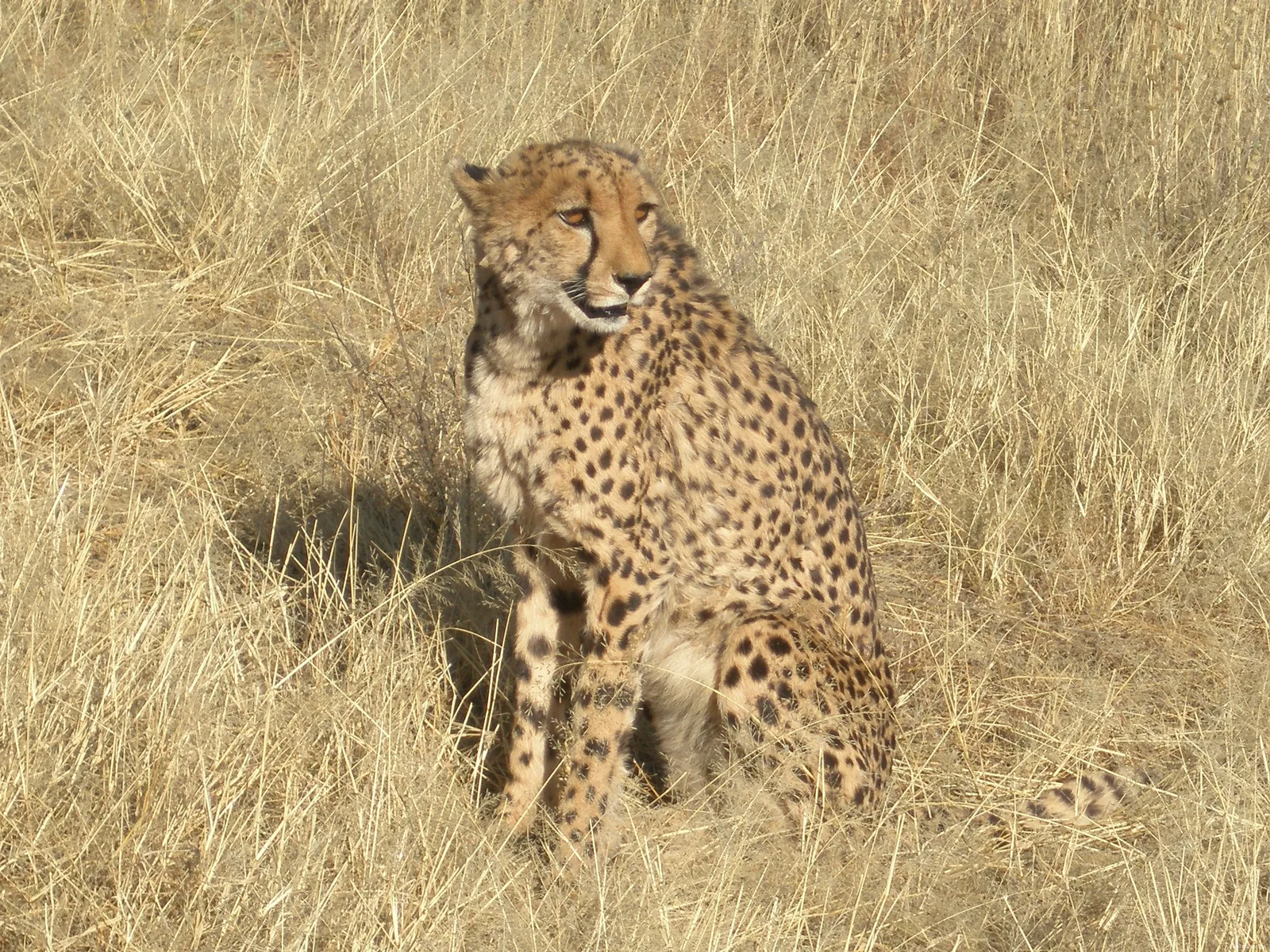 A cheetah sits in dry, golden grass, looking to the right.