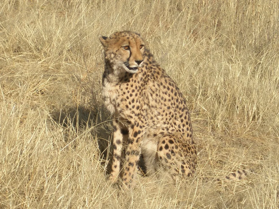 A cheetah sits in dry, golden grass, looking to the right.