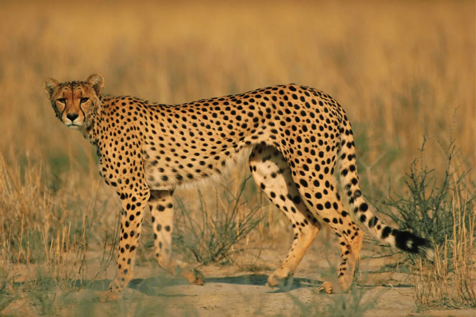 A cheetah stands in dry grass, looking towards the camera.