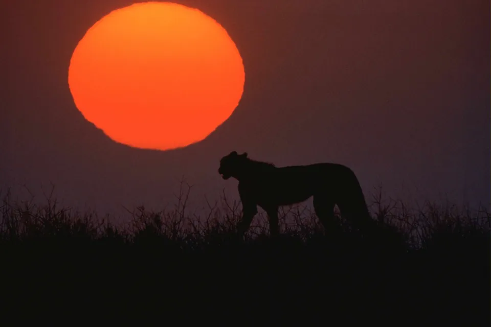 A cheetah walks across a grassy plain in silhouette against a large, bright orange sun at sunset.