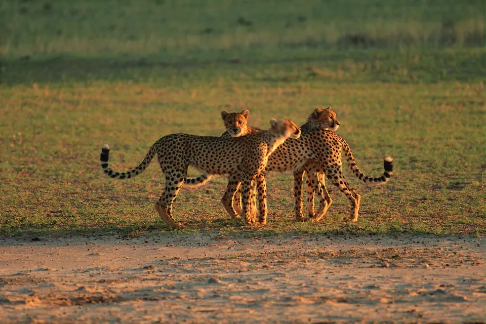 Three cheetahs, two adults and one cub, walk across a grassy plain at sunset.