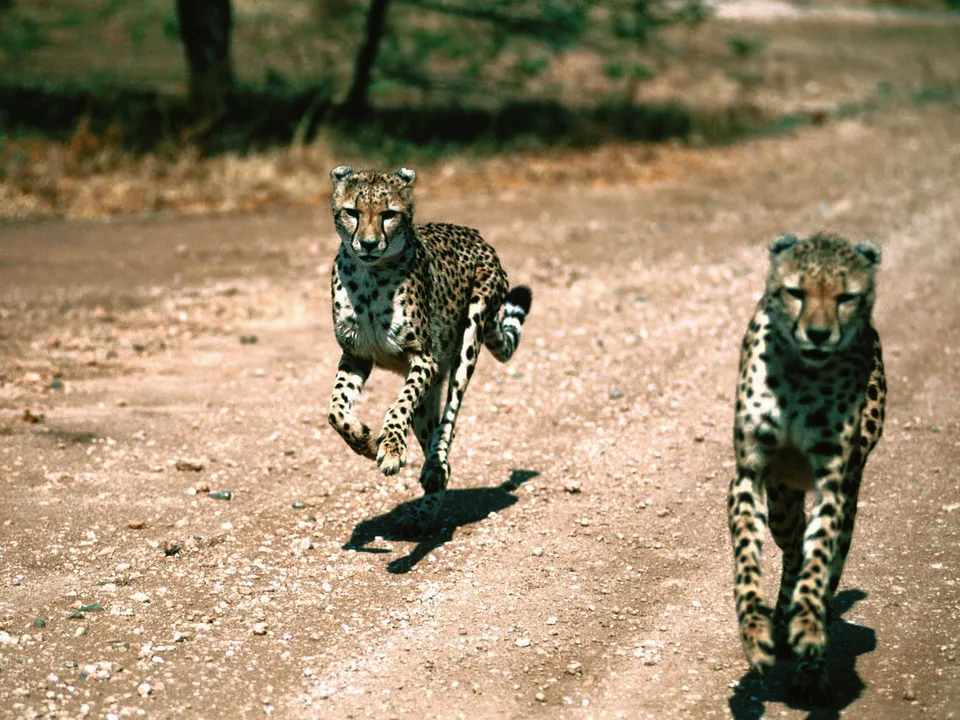 Two cheetahs are running on a dirt path, one in the foreground and one slightly behind and to the left.