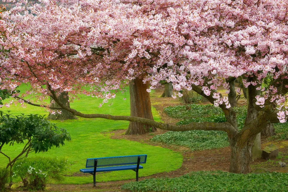 A blue park bench sits on a green lawn beneath a large tree covered in pink cherry blossoms.