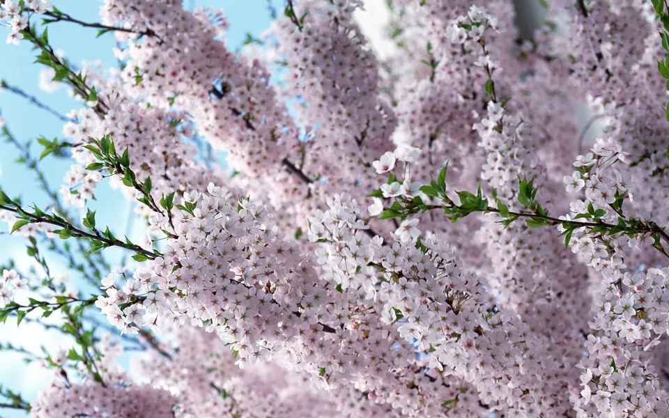 Close-up of branches covered in delicate pink cherry blossoms with a bright blue sky in the background.