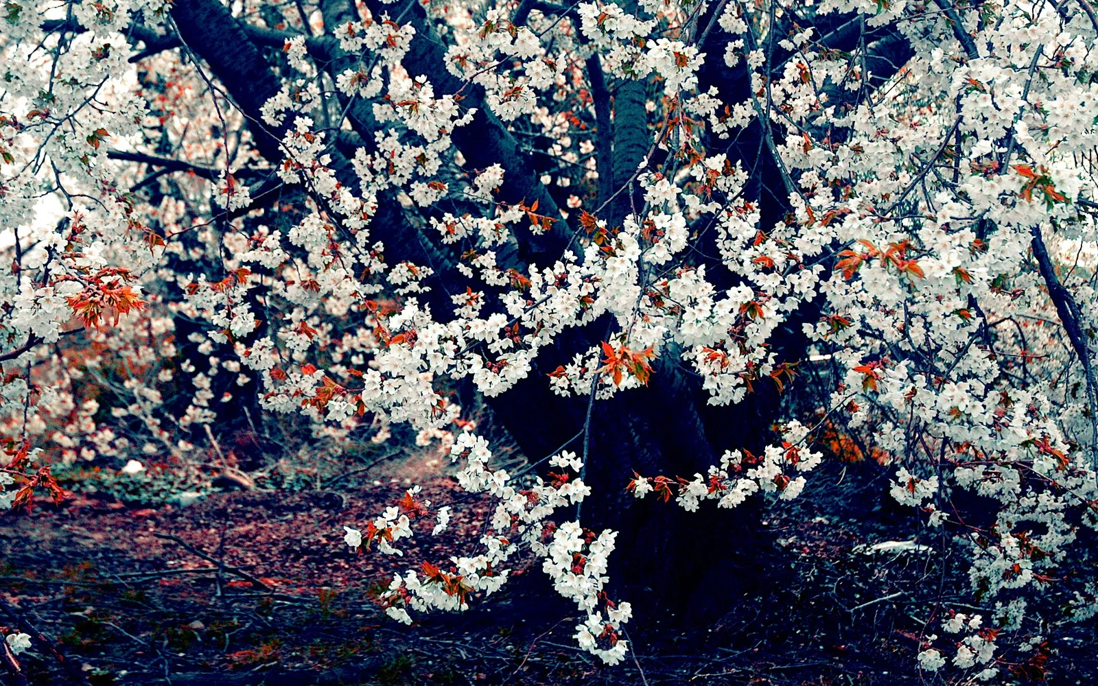 Close-up of white cherry blossoms and reddish-brown leaves on dark tree branches.