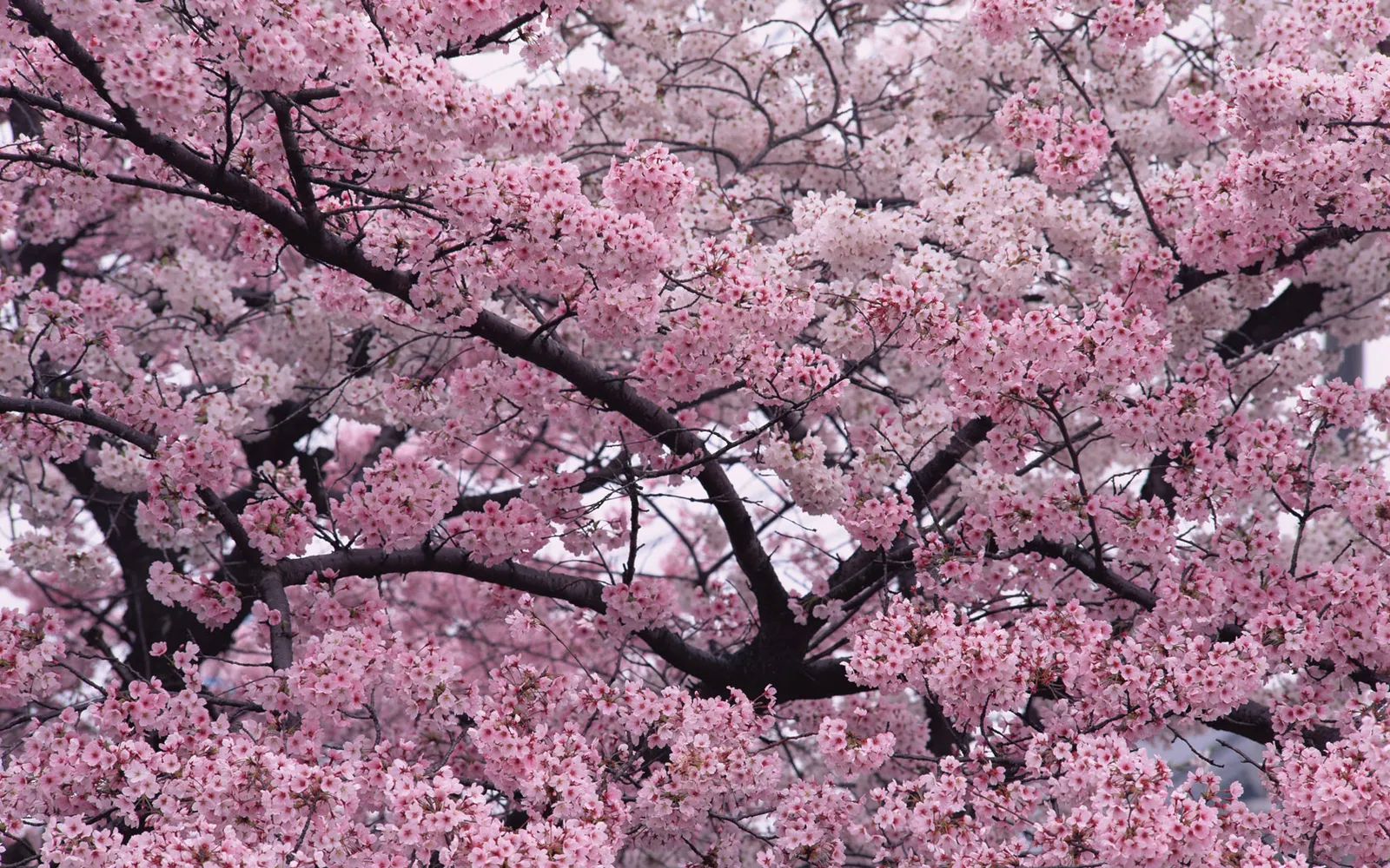 A dense canopy of cherry blossom branches with clusters of delicate pink and white flowers.