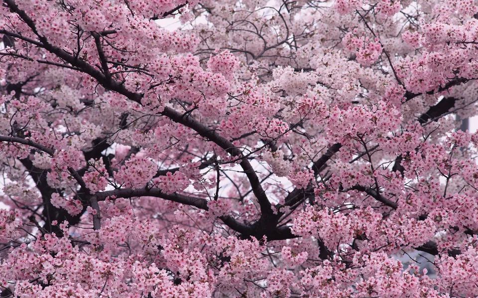A dense canopy of cherry blossom branches with clusters of delicate pink and white flowers.