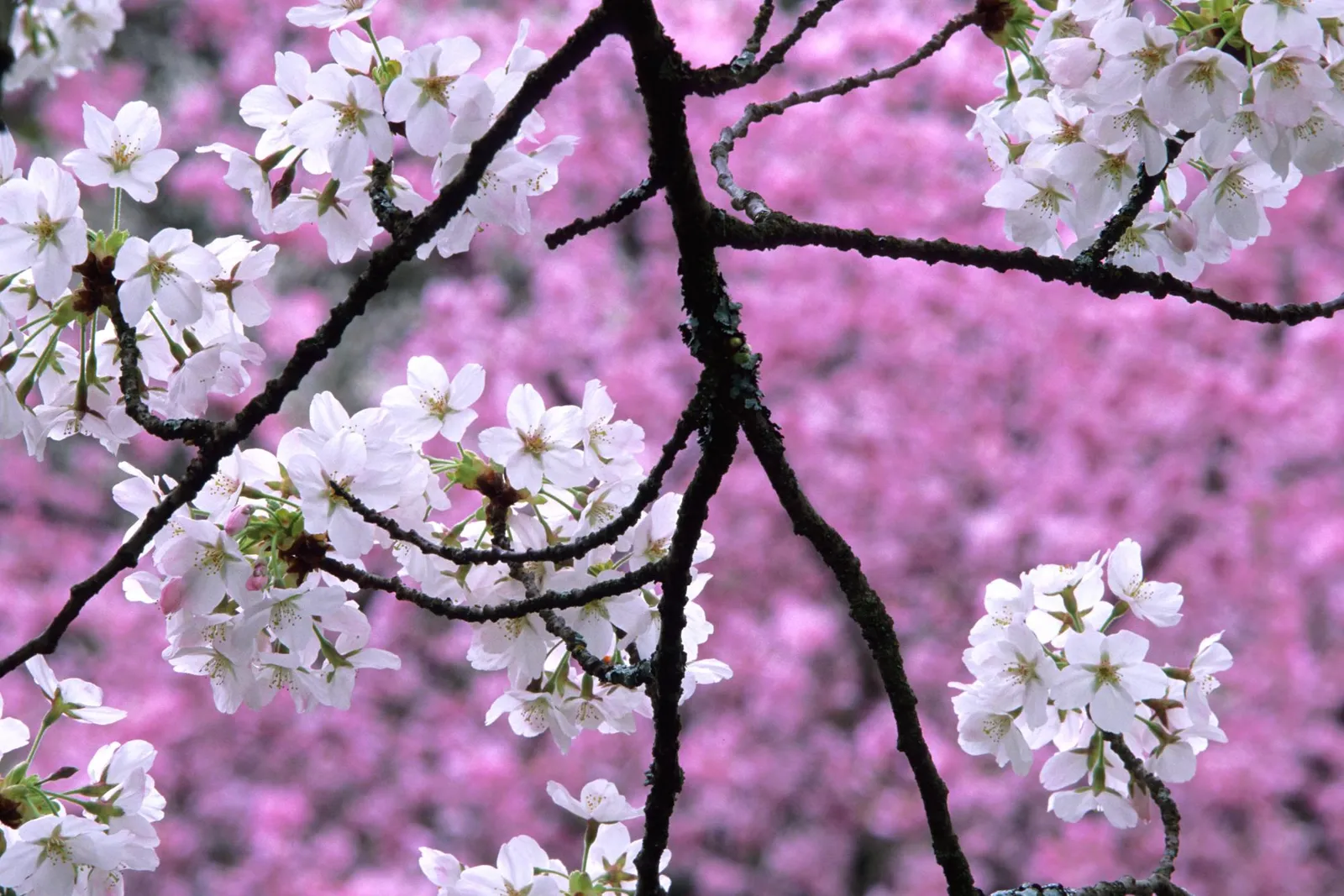 Close-up of white cherry blossoms on dark branches with a blurred pink background.