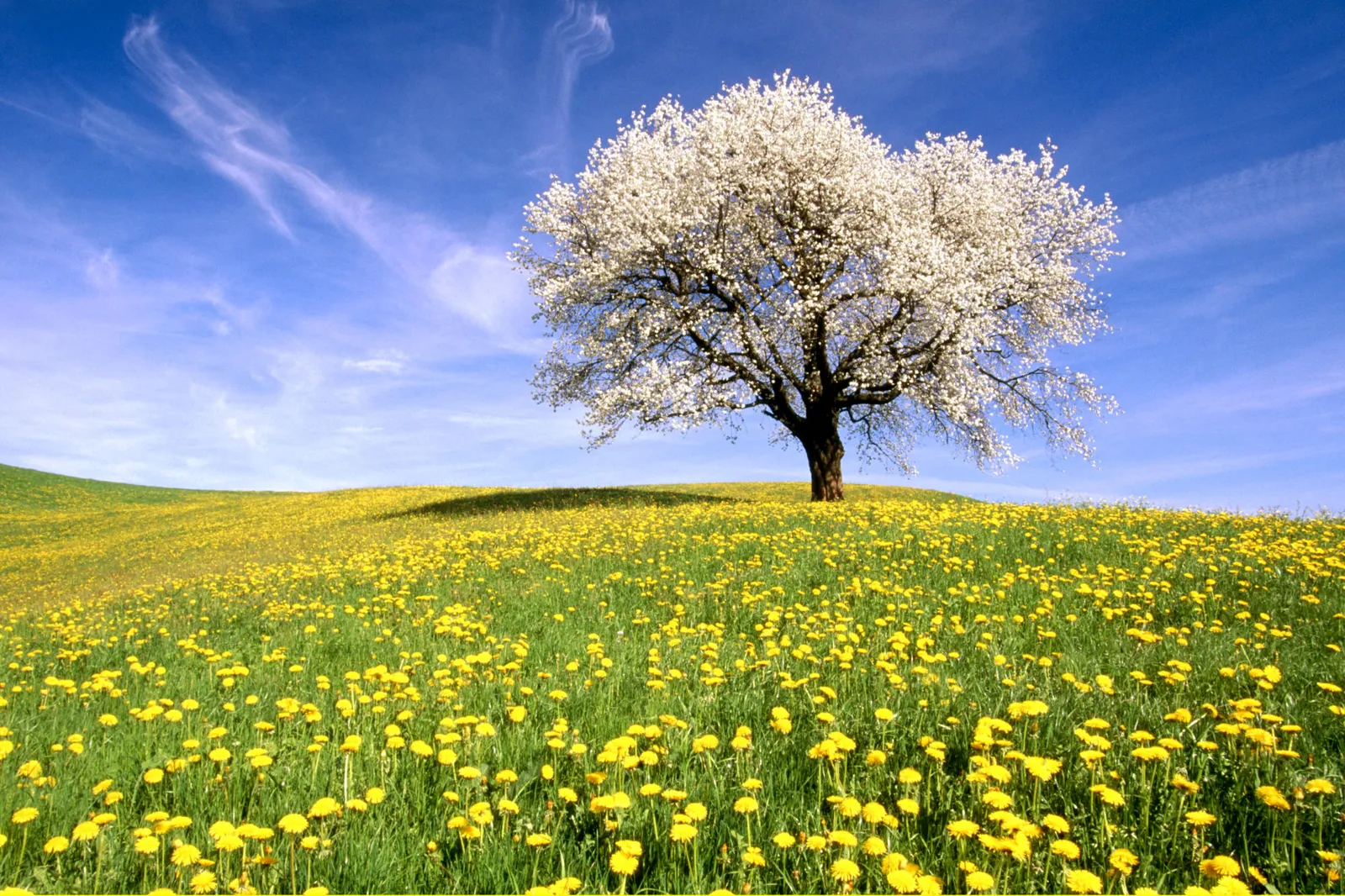A solitary tree in full white bloom stands in a vibrant green meadow dotted with yellow dandelions under a bright blue sky.
