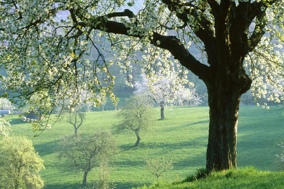 A large, dark-barked cherry tree with white blossoms in the foreground, overlooking a green, rolling landscape.