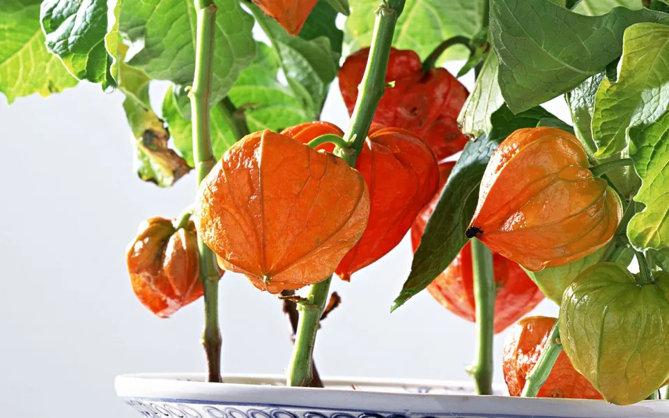 Close-up of bright orange Chinese Lantern seed pods and vibrant green leaves.