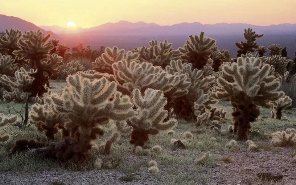A field of cholla cactus plants with a soft sunrise in the background.
